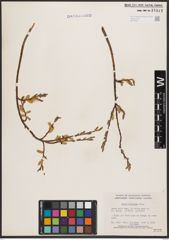 Salix bebbiana Sarg.